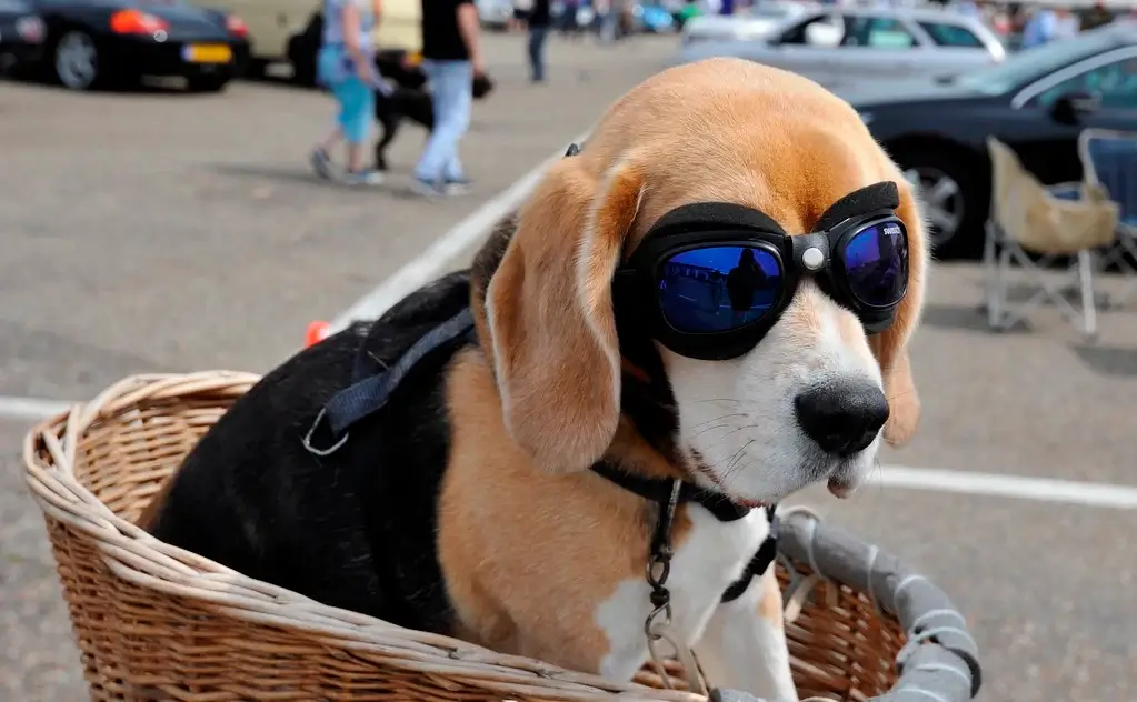 Weird-Business-Ideas-That-Made-Millions-Dogles