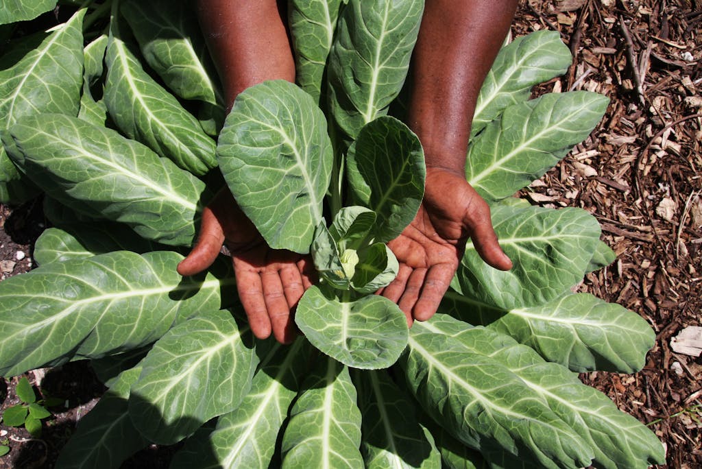 Close-up of hands holding green collard leaves in an outdoor garden setting.
