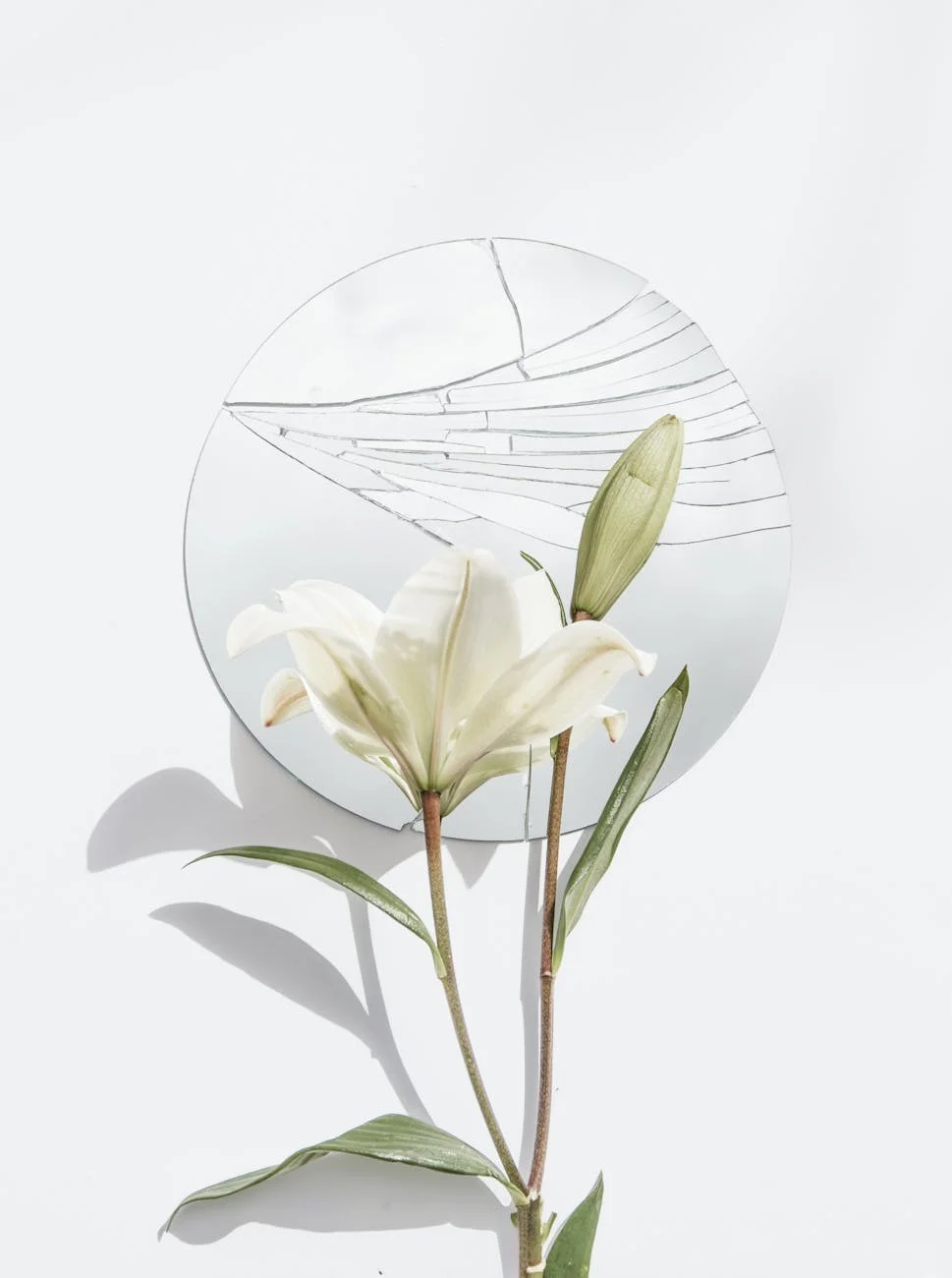 white petaled flower