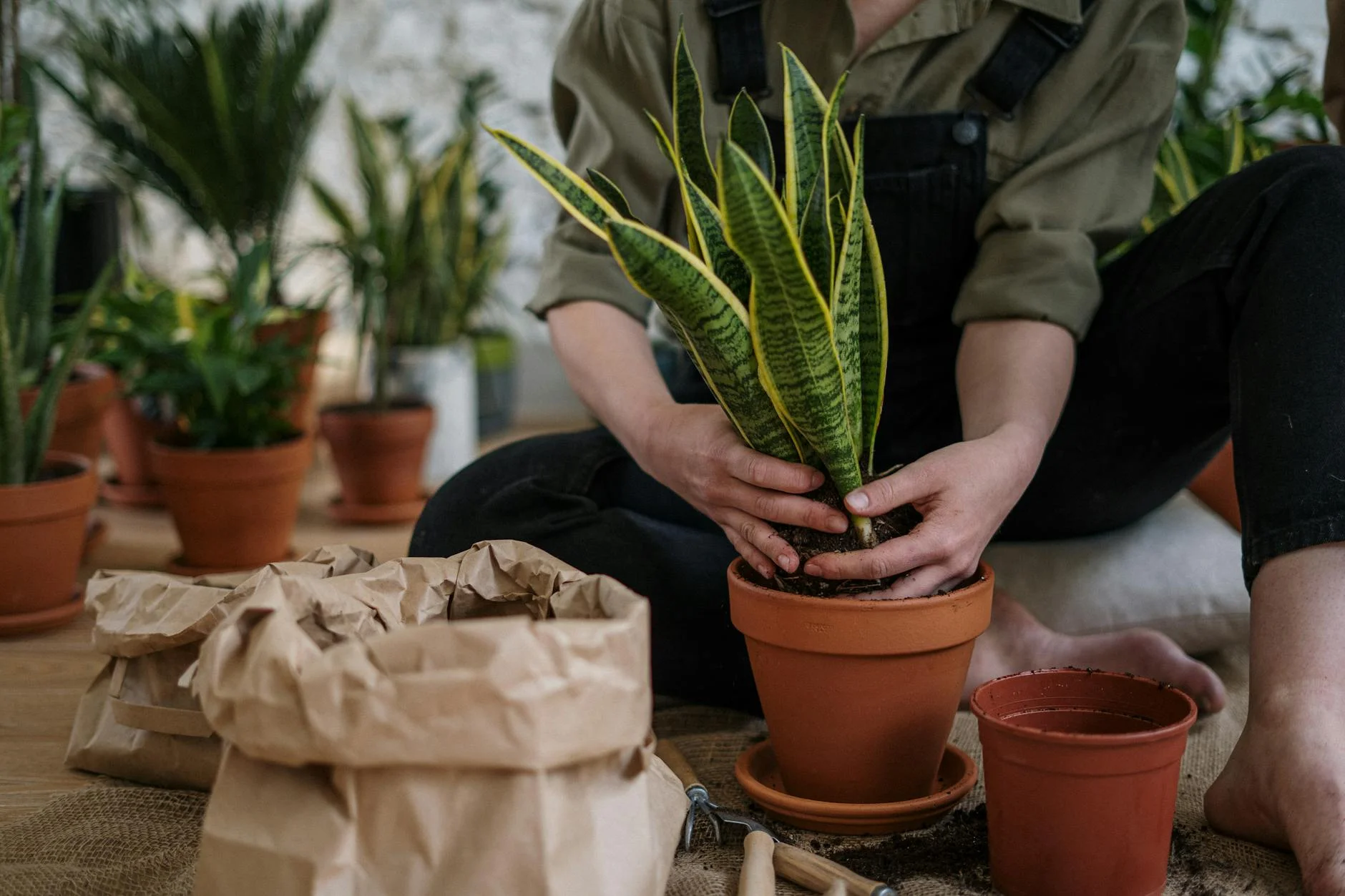 person holding green cactus plant