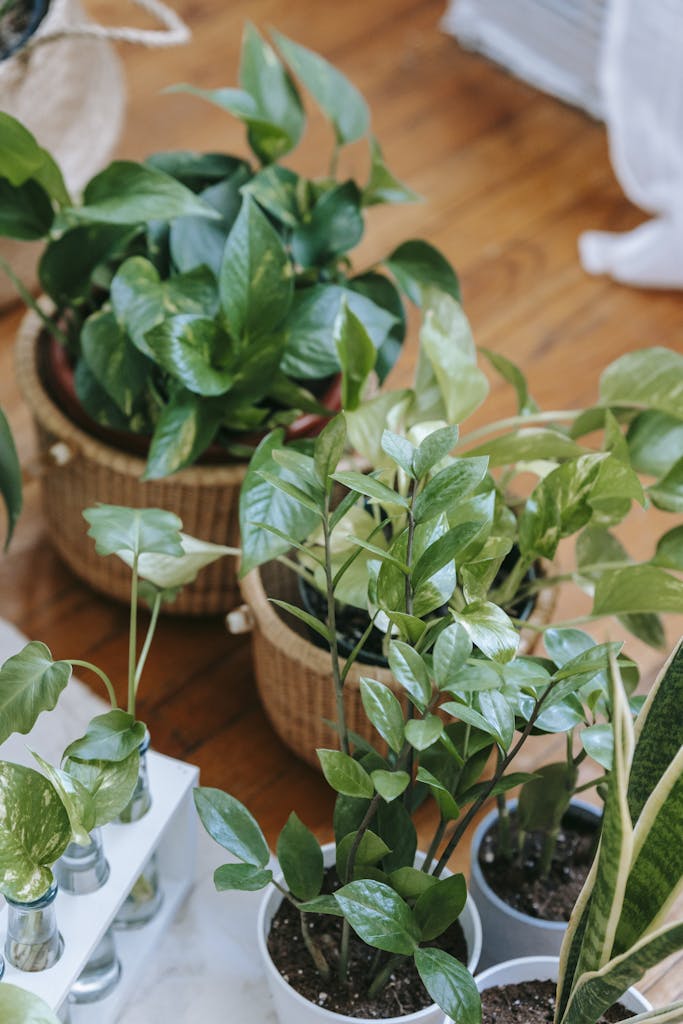 A collection of potted indoor houseplants displayed on a wooden floor.