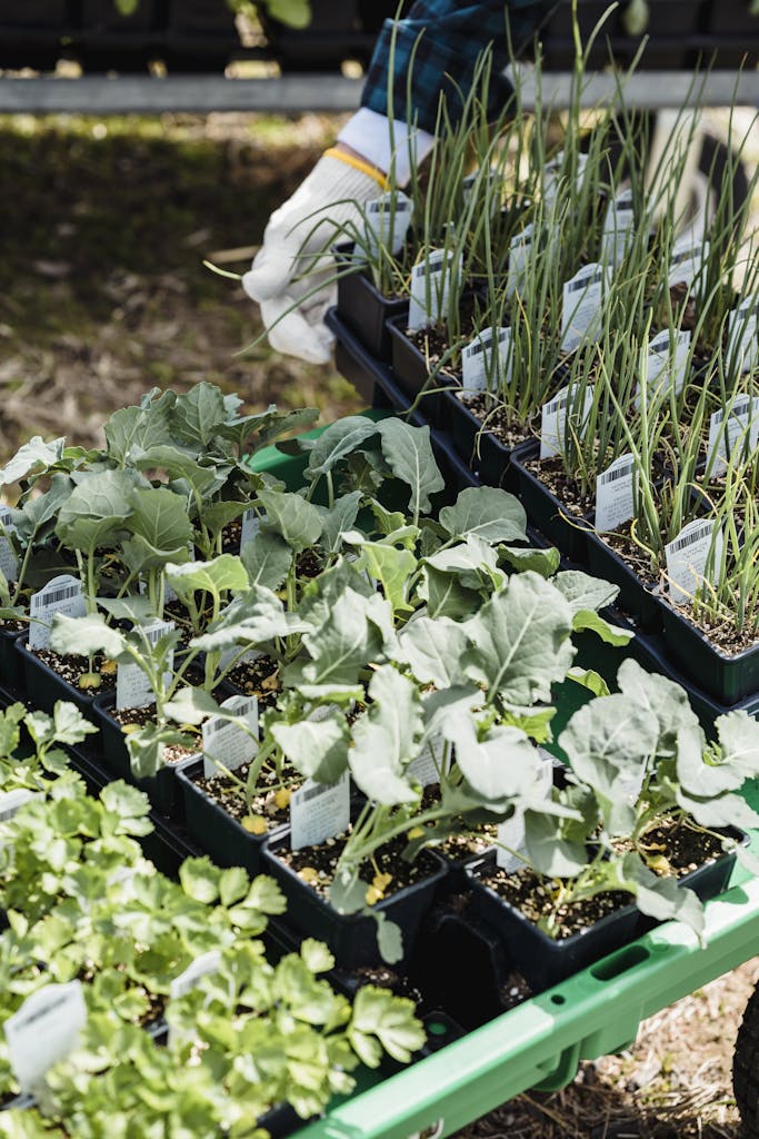 Close-up of young vegetable seedlings in trays ready for planting outdoors.