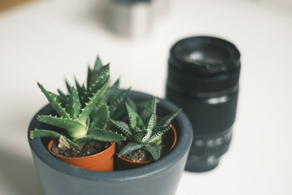 Close-up view of succulent plants in pots alongside a camera lens, capturing a blend of nature and photography.