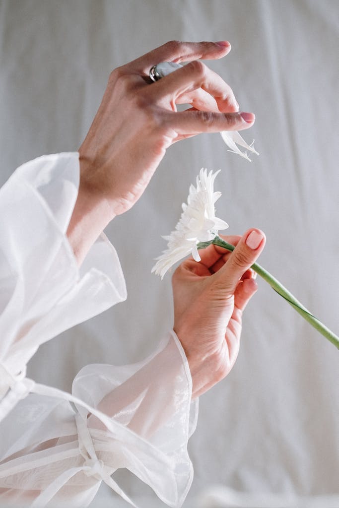 Delicate hands gracefully holding a blooming white gerbera with elegance and poise.