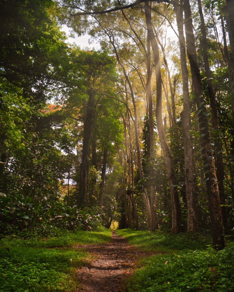 Discover the tranquility of a lush forest path bathed in sunlight, ideal for wallpaper and nature themes.