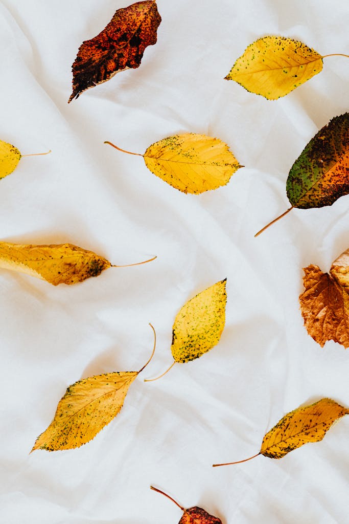 Fallen autumn leaves artistically arranged on a white textile background.