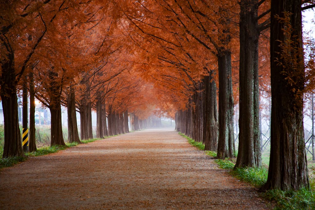 Peaceful autumn pathway lined with vibrant fall foliage and towering trees, creating a serene landscape.