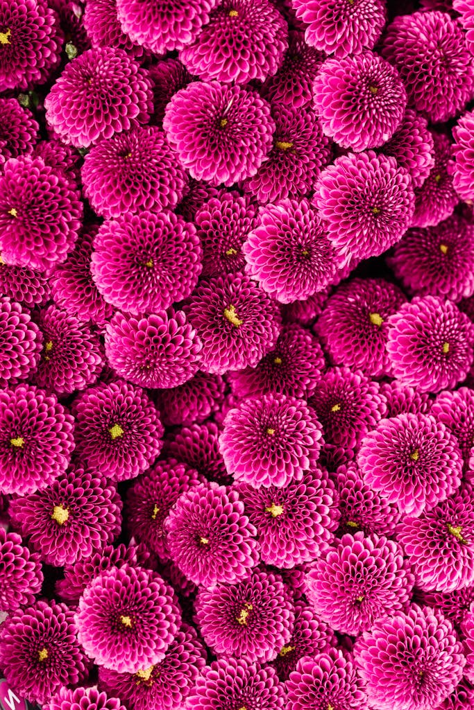 Stunning close-up of vibrant pink chrysanthemums creating a floral texture.
