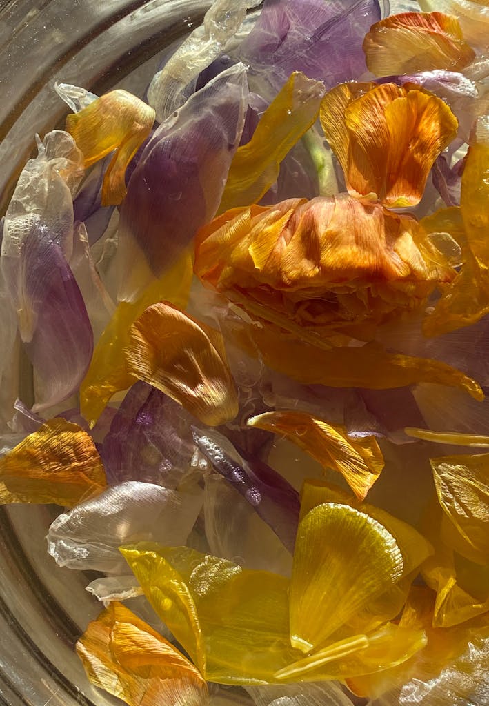 Top view of wet thin petals of colorful flowers in water on glass bowl on sunny day
