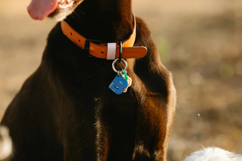 A chocolate Labrador retriever sits outdoors wearing a leather collar, bathed in warm sunlight.