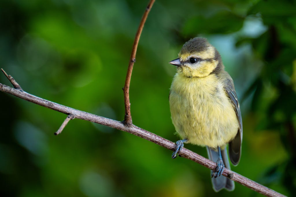 A delightful blue tit bird perched on a branch against a vibrant green background.