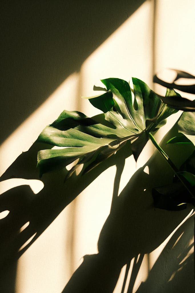 Captivating monstera leaf with striking shadows cast on a sunlit wall. Ideal for modern, nature-inspired decor.