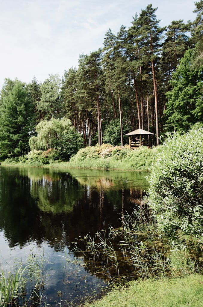 Small wooden pavilion on shore of calm pond surrounded by tall green trees in lush forest