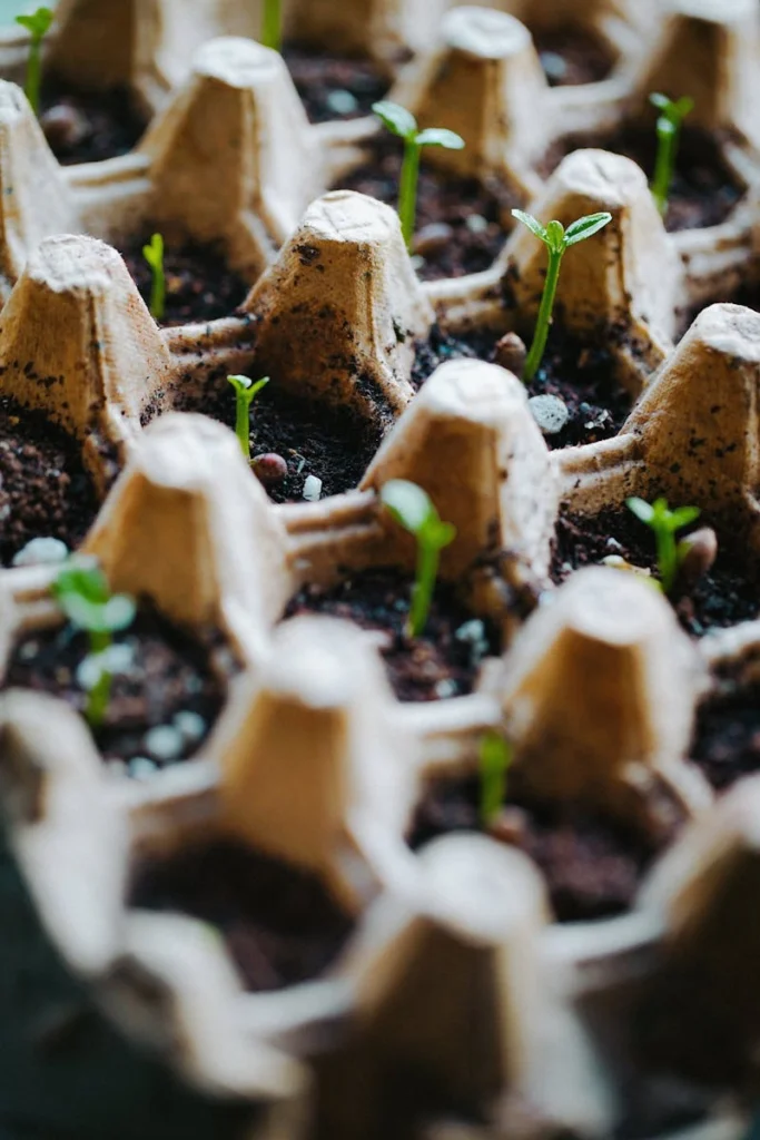 Close-up of young seedlings growing in recycled egg carton as an eco-friendly planting method.