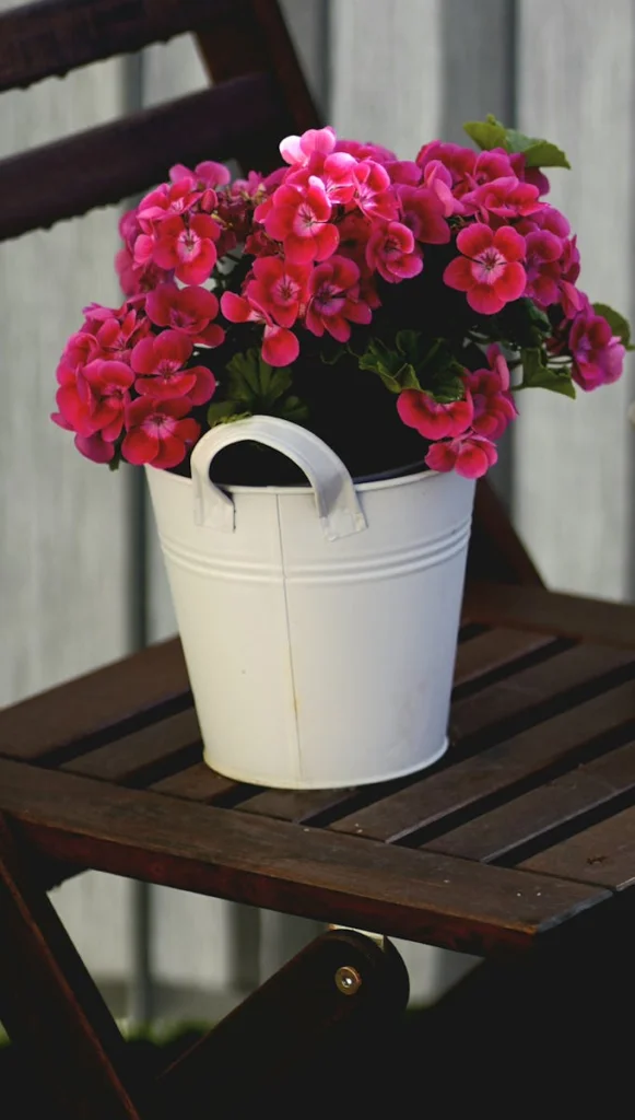 A charming decorative display of vibrant pink flowers in a white bucket placed on a wooden chair, adding a touch of spring.