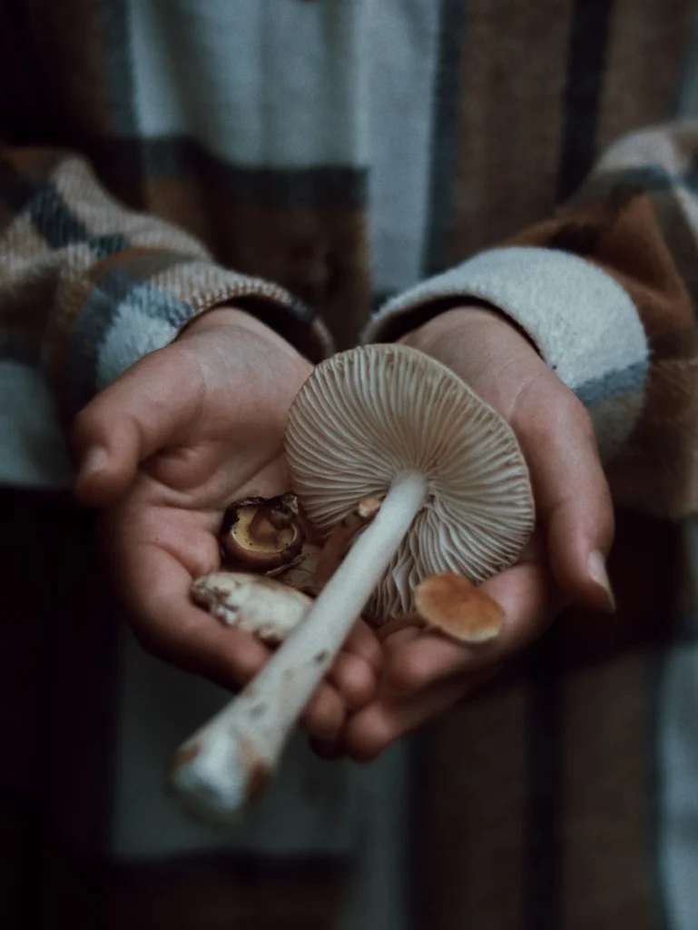 A detailed close-up of hands gently holding various mushrooms, including a large cap and smaller fungi.