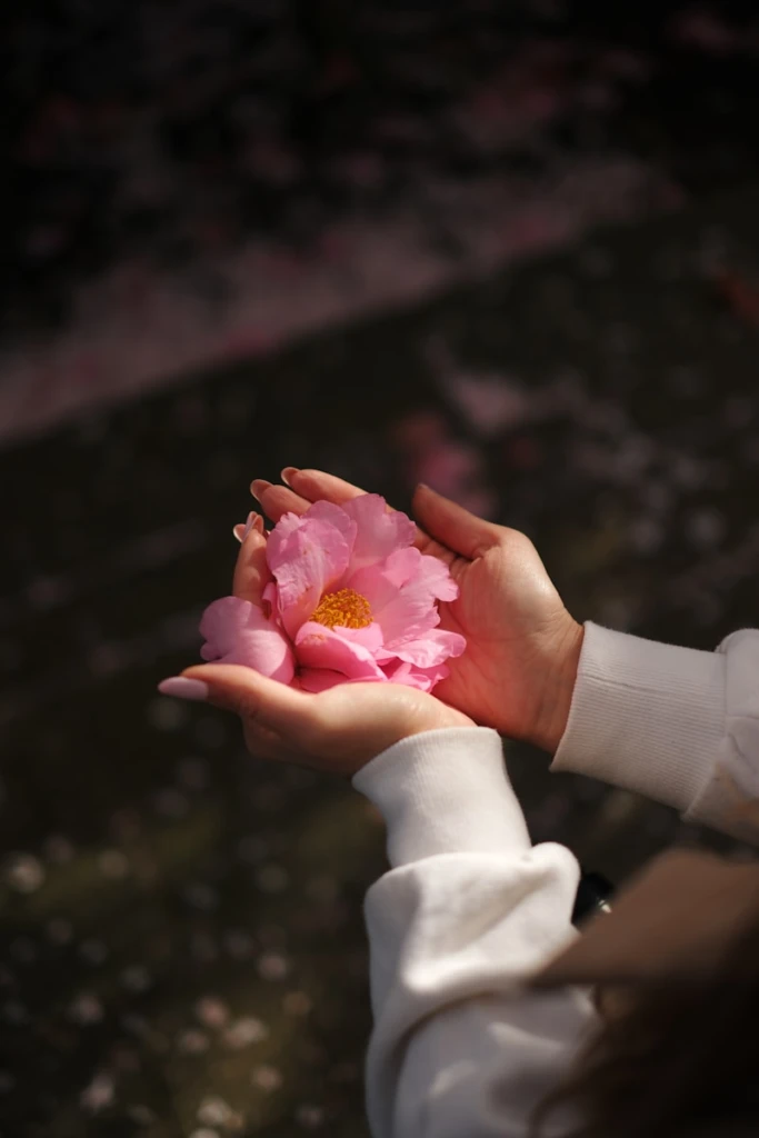 Hands holding a delicate pink camellia flower