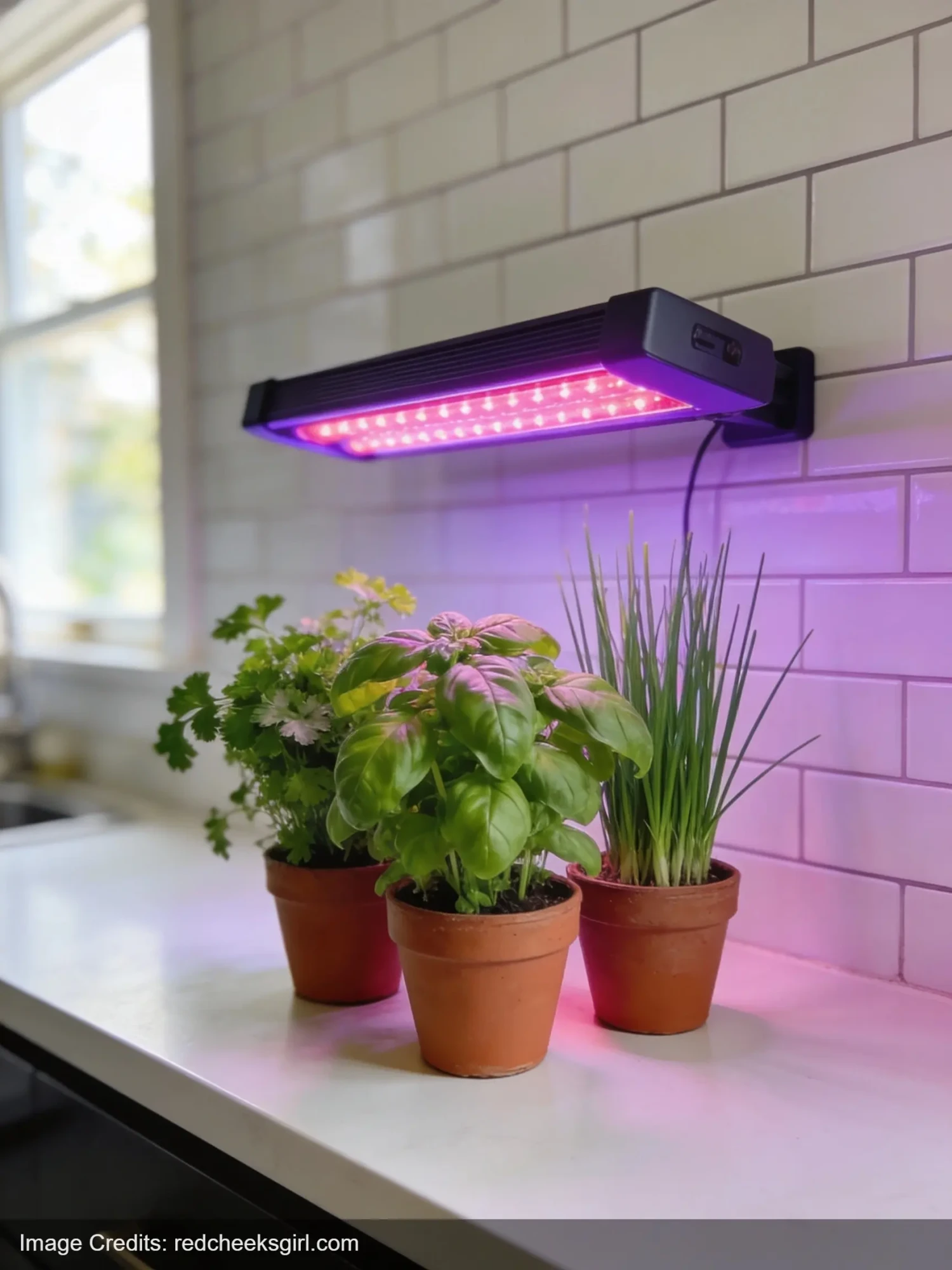 Indoor herb garden with grow light growing basil parsley and chives on kitchen counter