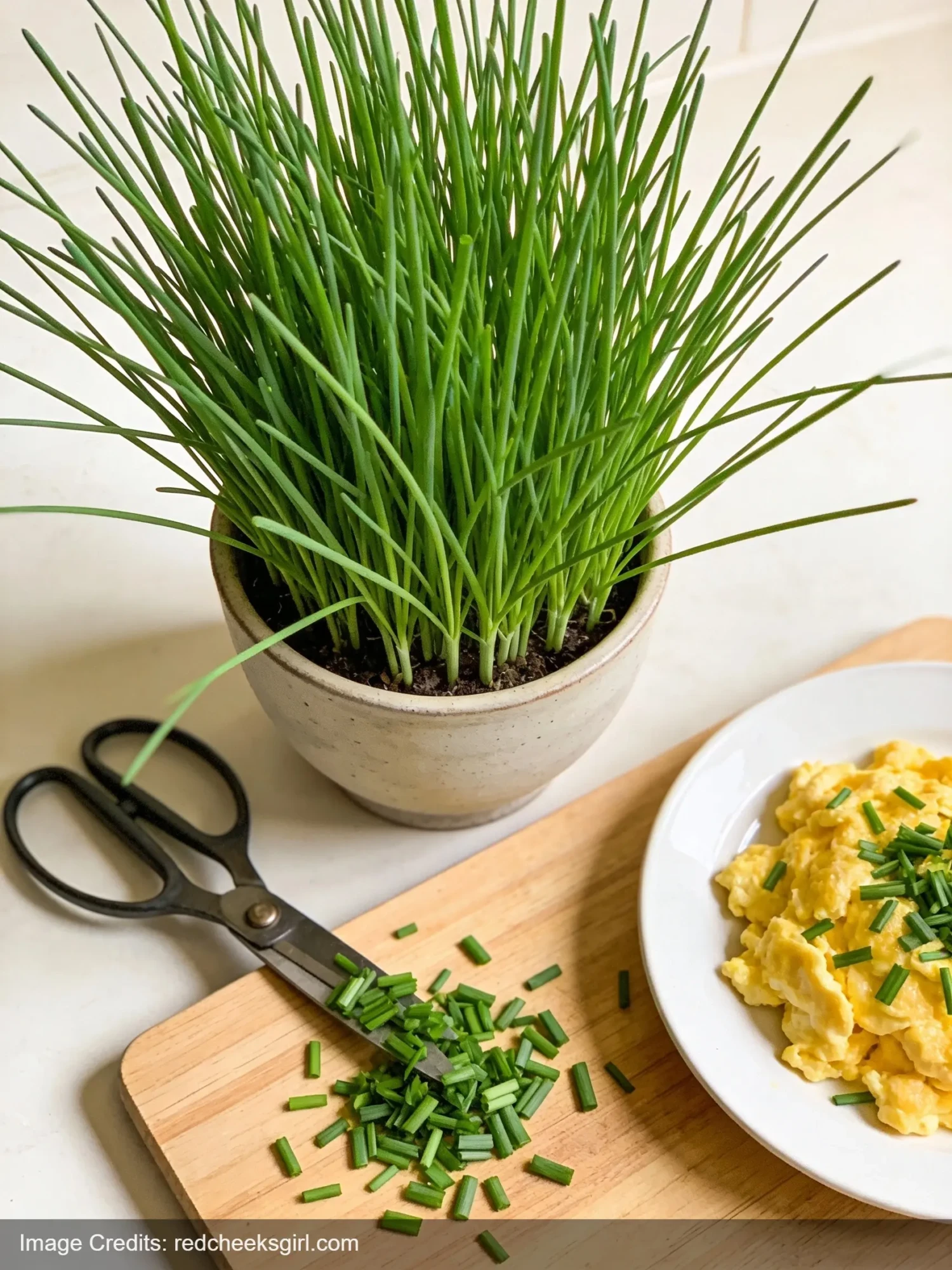 Fresh chives growing in pot with scissors and cut chives for cooking