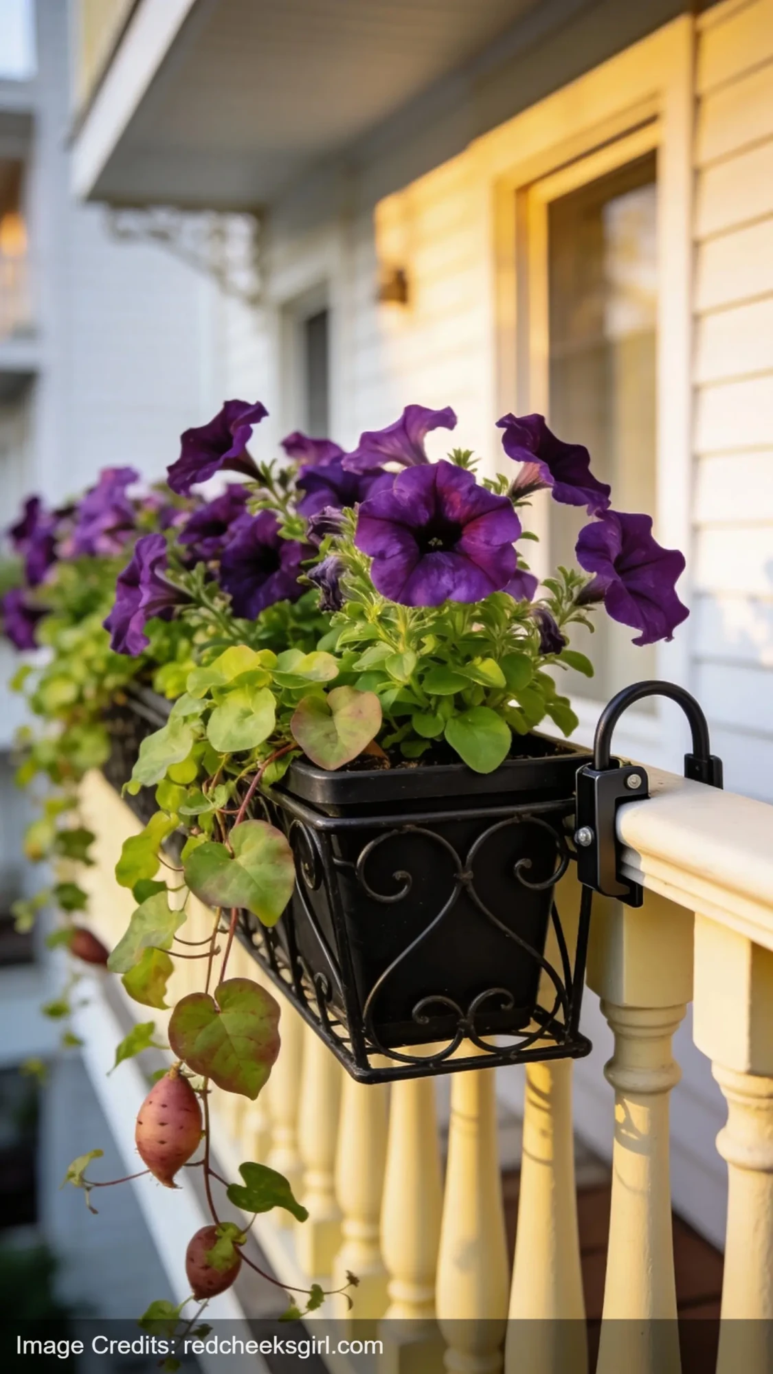 Rail planter boxes with trailing flowers attached to apartment balcony railing