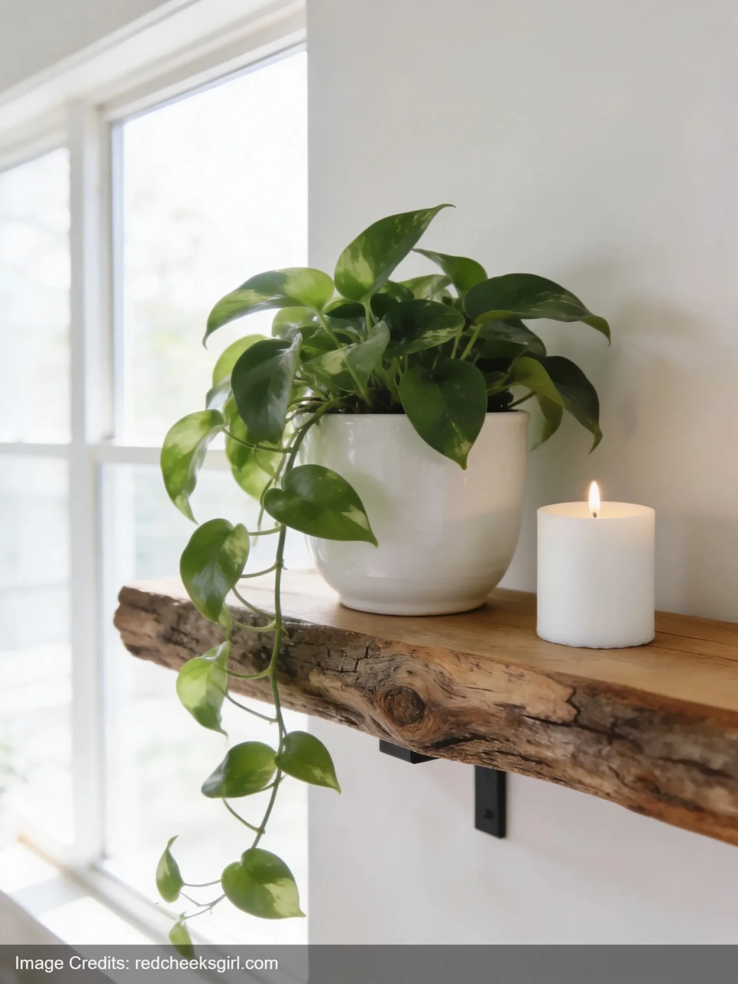 DIY tree branch shelf with pothos plant and candle looking like expensive decor