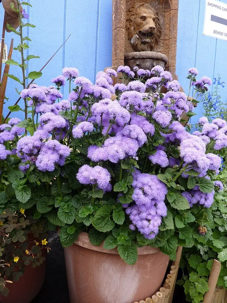 pretty-patio-decor-plants-that-repel-mosquitoes (2)