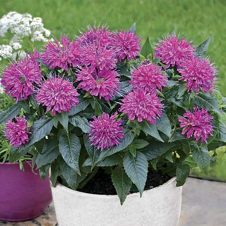 pretty-patio-decor-plants-that-repel-mosquitoes (3)