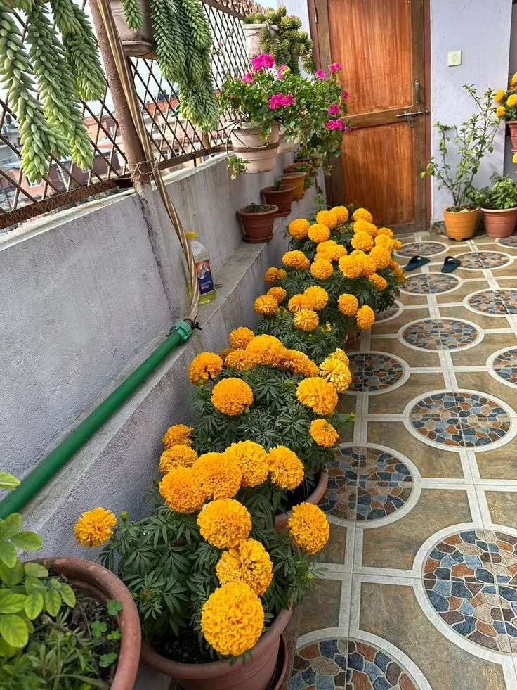 pretty-patio-decor-plants-that-repel-mosquitoes (4)