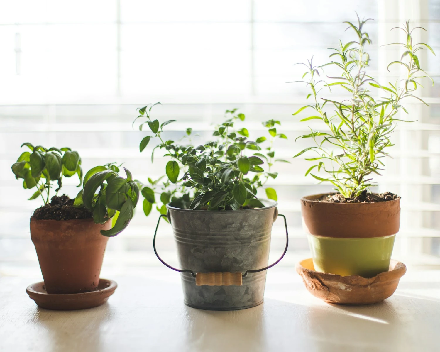 three green-leafed plants in pot
