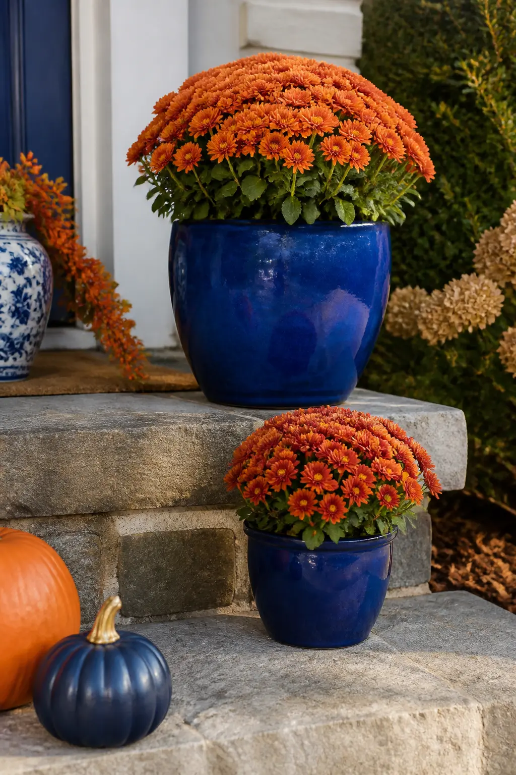Cobalt Blue Glazed Garden Pot with Orange Mums — A cobalt blue glazed pot is a year-round garden asset that earns its keep the moment orange chrysanthemums go