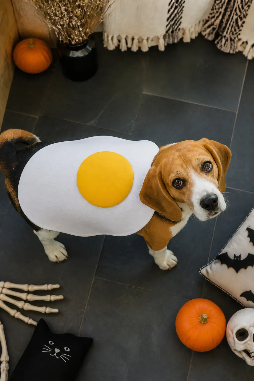 Fried Egg — Cut a large irregular white felt oval for the white, then a yellow foam circle for the yolk. Diy dog halloween costumes