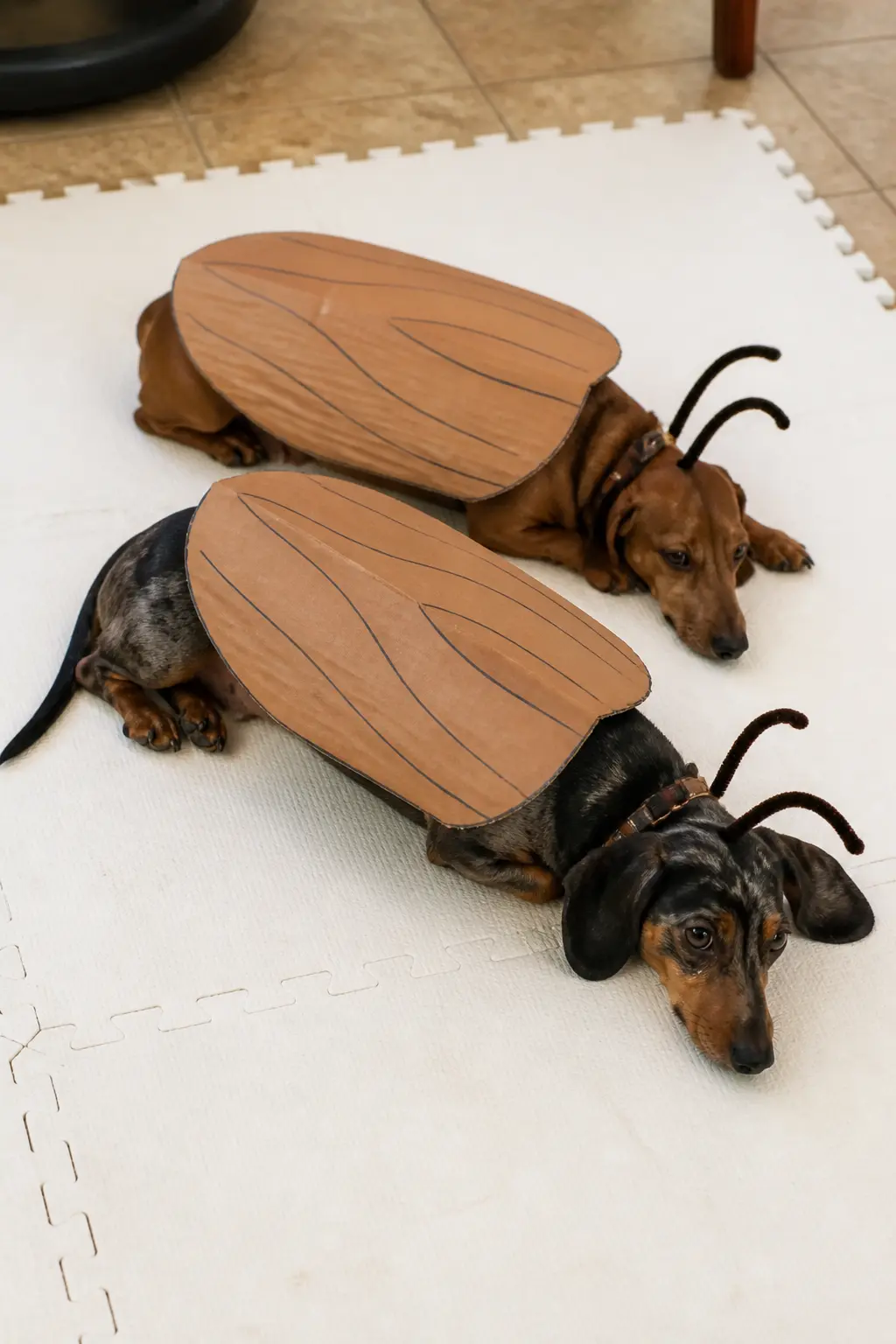 Giant Cockroach Shell — Trace a wing shape onto corrugated cardboard, two panels meeting at a centre seam, and draw parallel lines across them with a brown