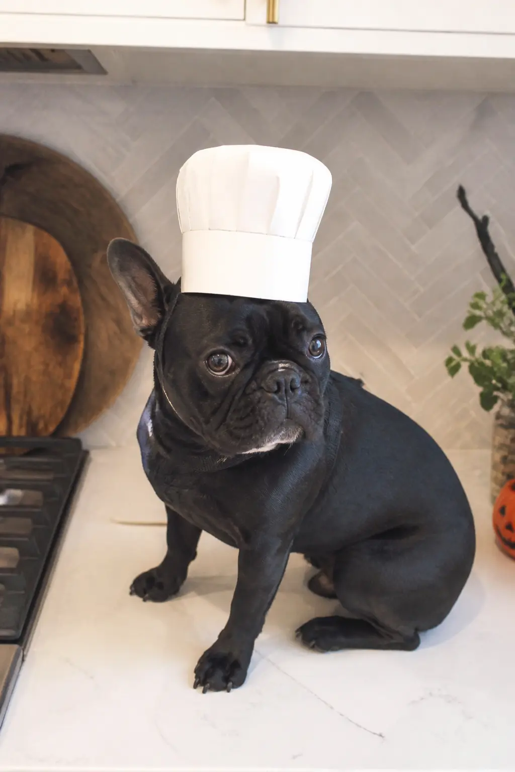 Tiny Chef's Toque — Roll a strip of white cardboard into a cylinder, glue it closed, then stuff a white fabric circle into the top to create the puff. Diy dog