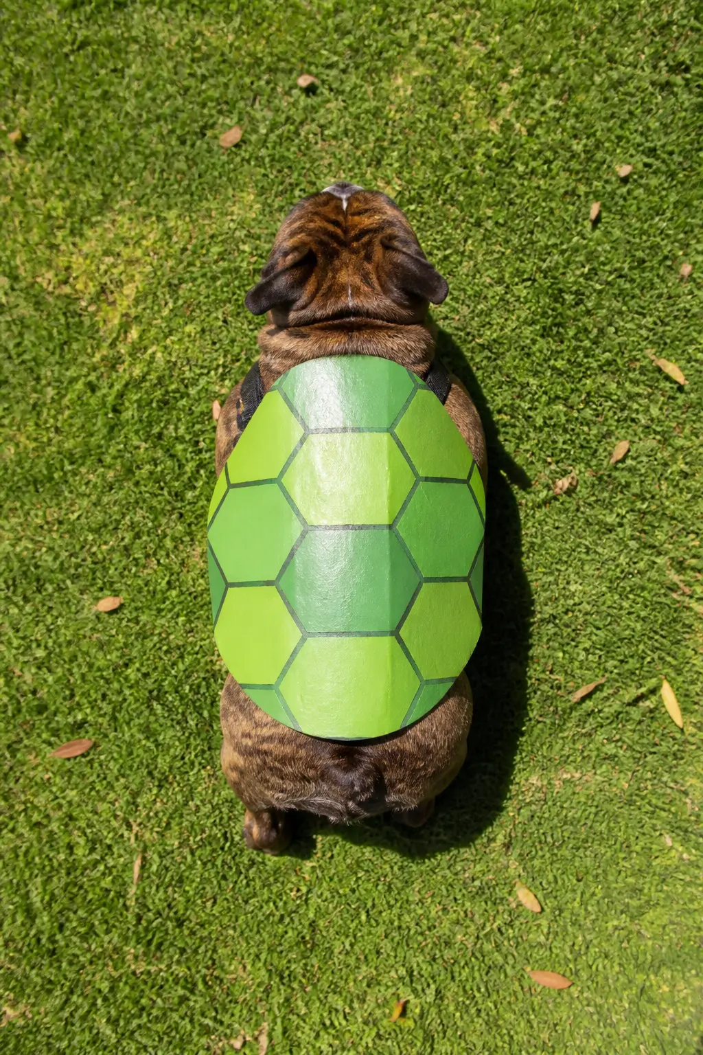 Turtle Shell — Cut a rough oval from cardboard, score a hexagonal grid across the top with a ballpoint pen, and paint it dark olive green with lighter green