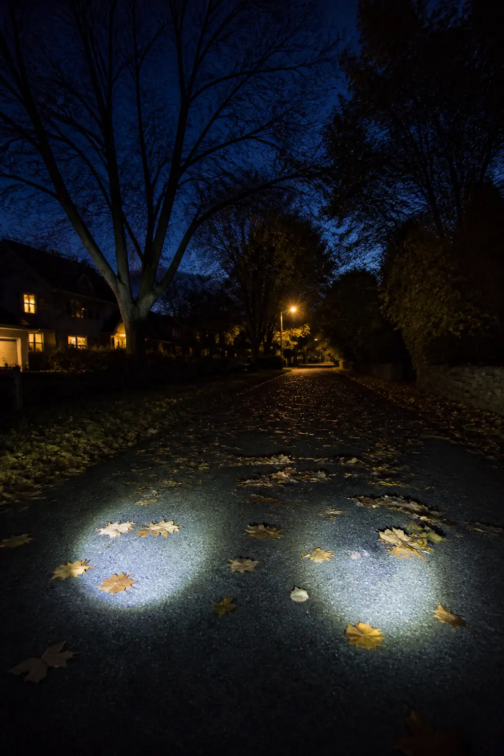 Night Walk With Flashlights to Hear Owls