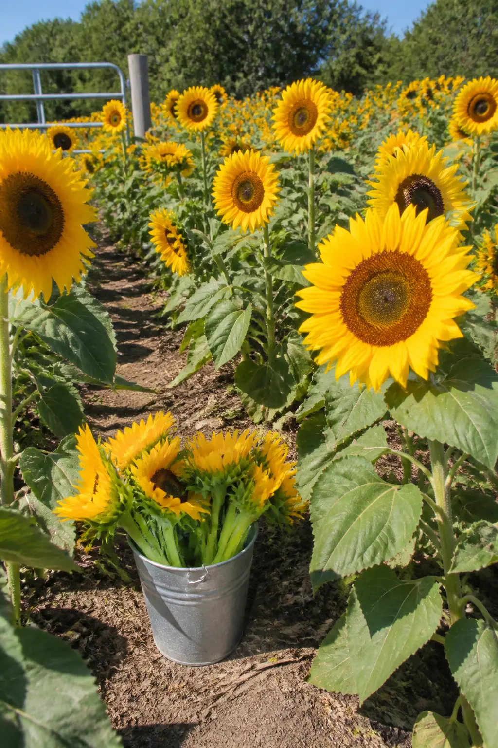 Sunflower Field Visit