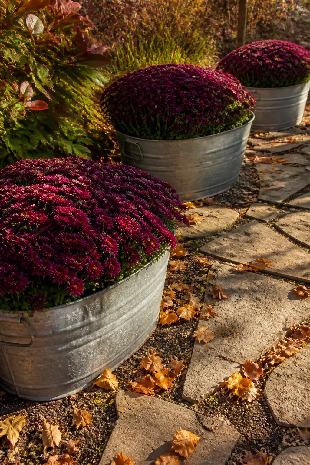 Galvanized Tubs Planted with Mums Along the Walk