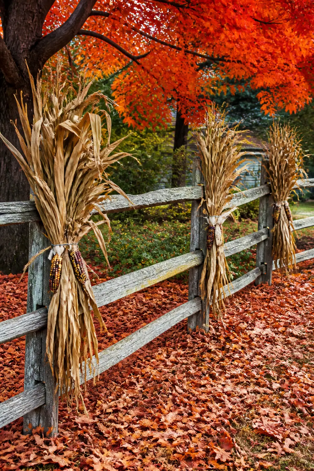 Split-Rail Fence with Dried Corn Bundles Wired On