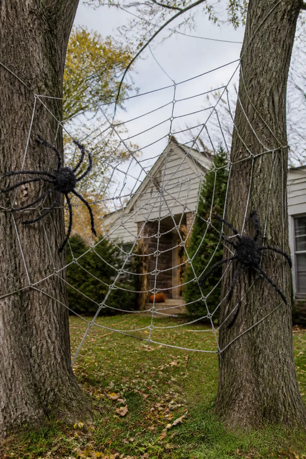 Spider Web Stretched Between Two Trees