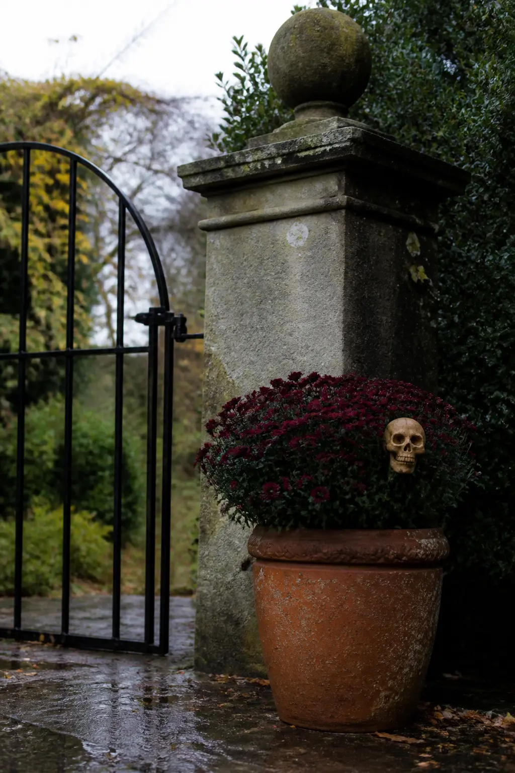 Aged Terracotta Pot with Black Mums at the Garden Gate