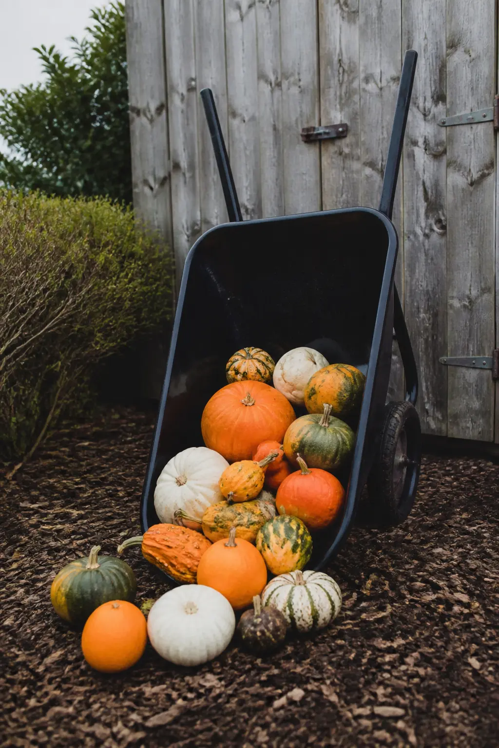 Black Wheelbarrow Spilling Pumpkins