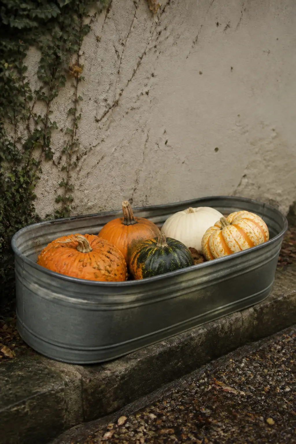 Real Pumpkins and Gourds in a Galvanised Metal Trough