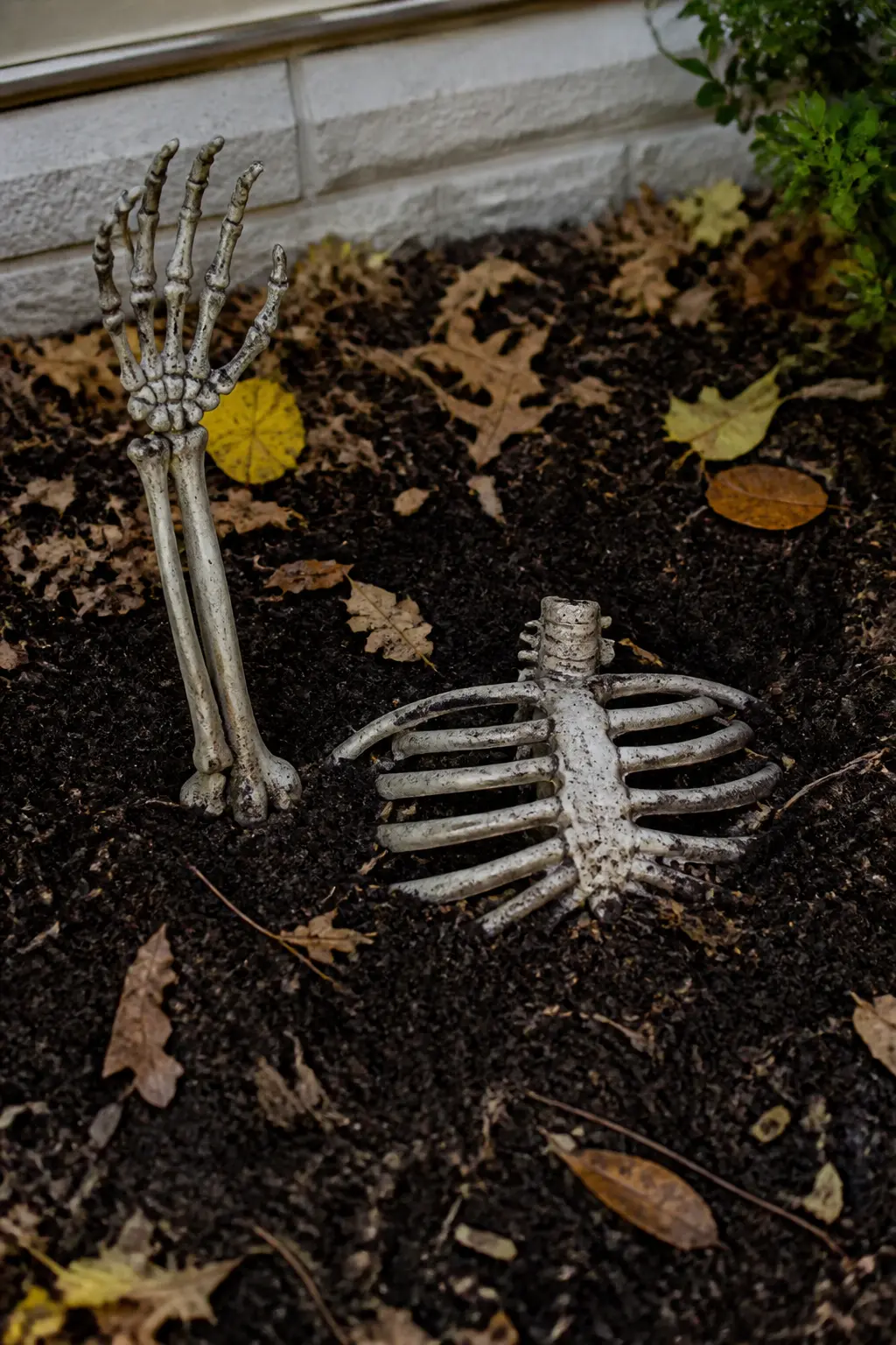 Skeleton Half-Buried in the Dirt, Only Ribs Showing