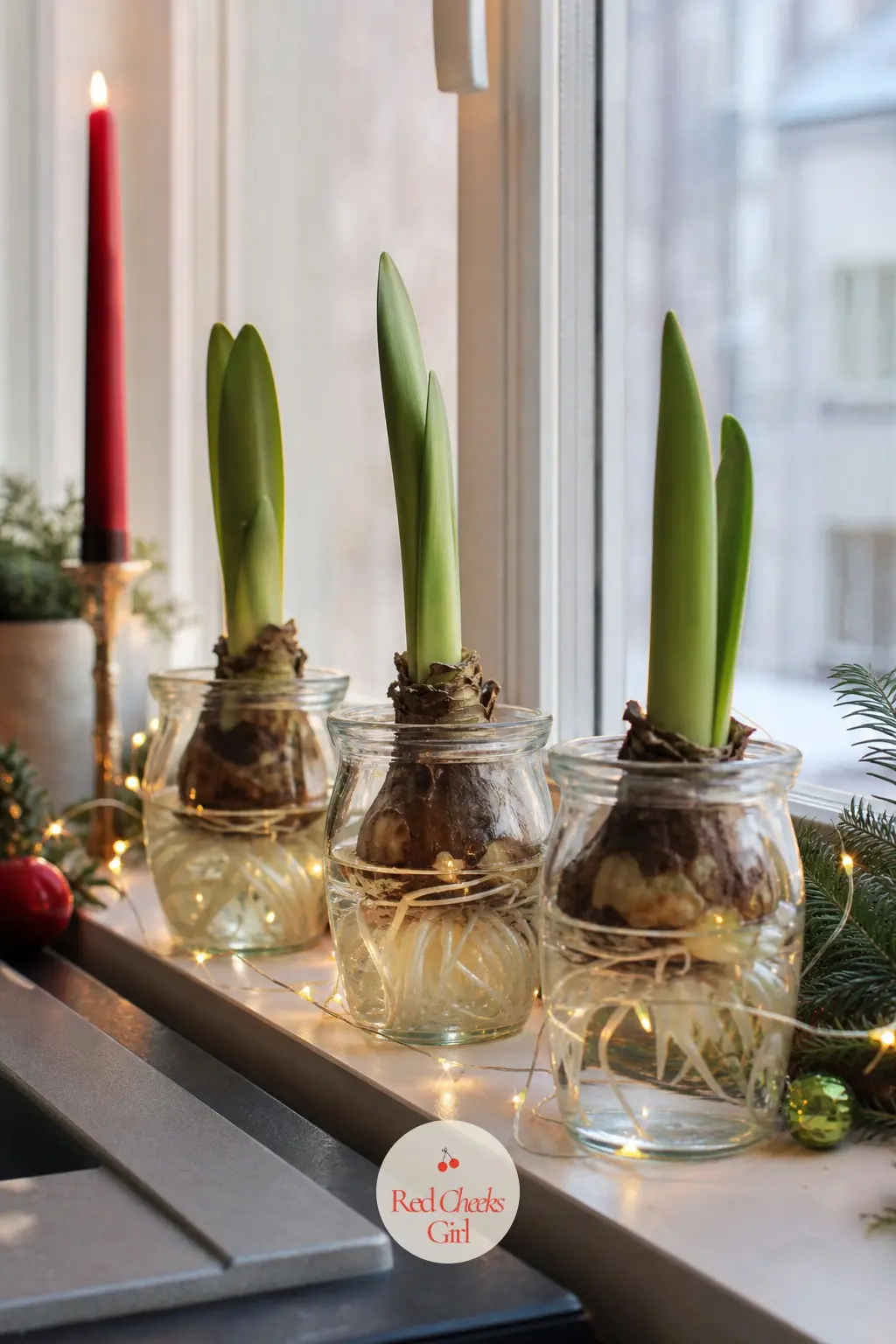 Amaryllis Bulbs Forcing in Glass Jars on the Windowsill — An amaryllis bulb rooting in water and glass pebbles is a slow, living centrepiece that keeps