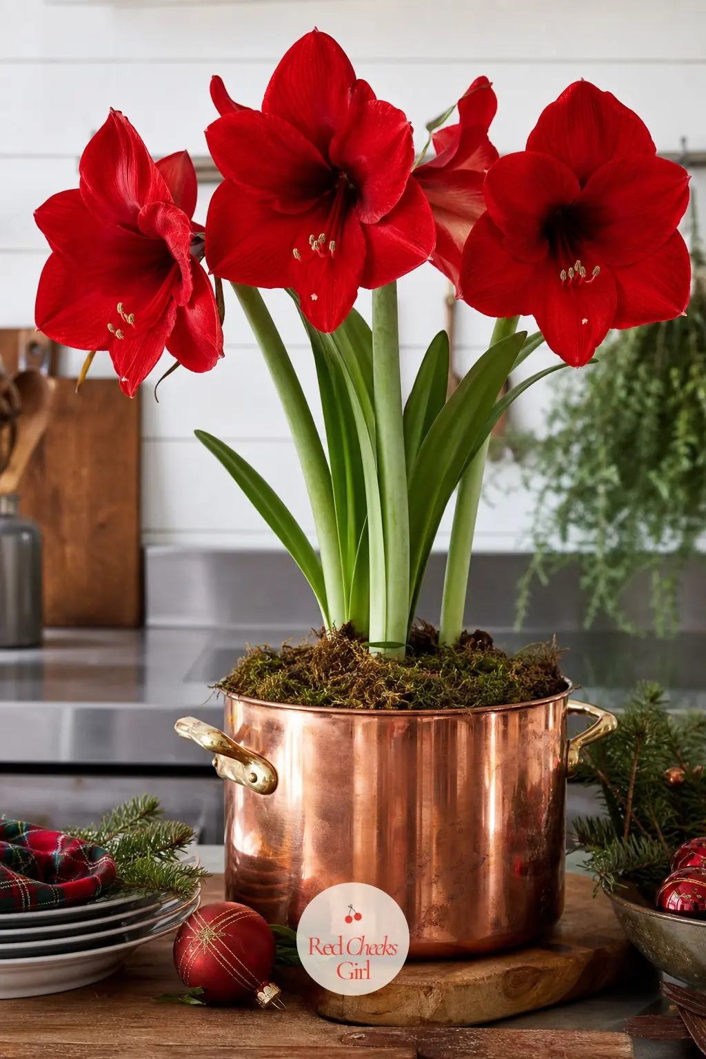 A Copper Stockpot Turned Planter for a Trio of Red Amaryllis — A copper stockpot already pulled out for the holiday roast doubles as a planter the rest of