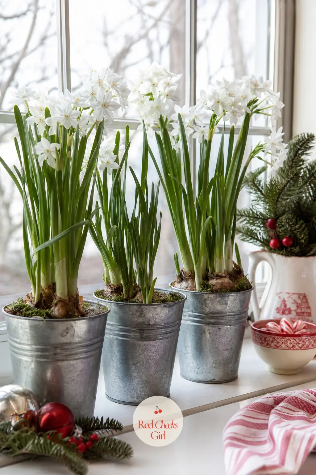 A Row of Potted Paperwhites Lined Along the Windowsill in Galvanized Tins — Paperwhites force in a matter of weeks, and three galvanized tins lined along the