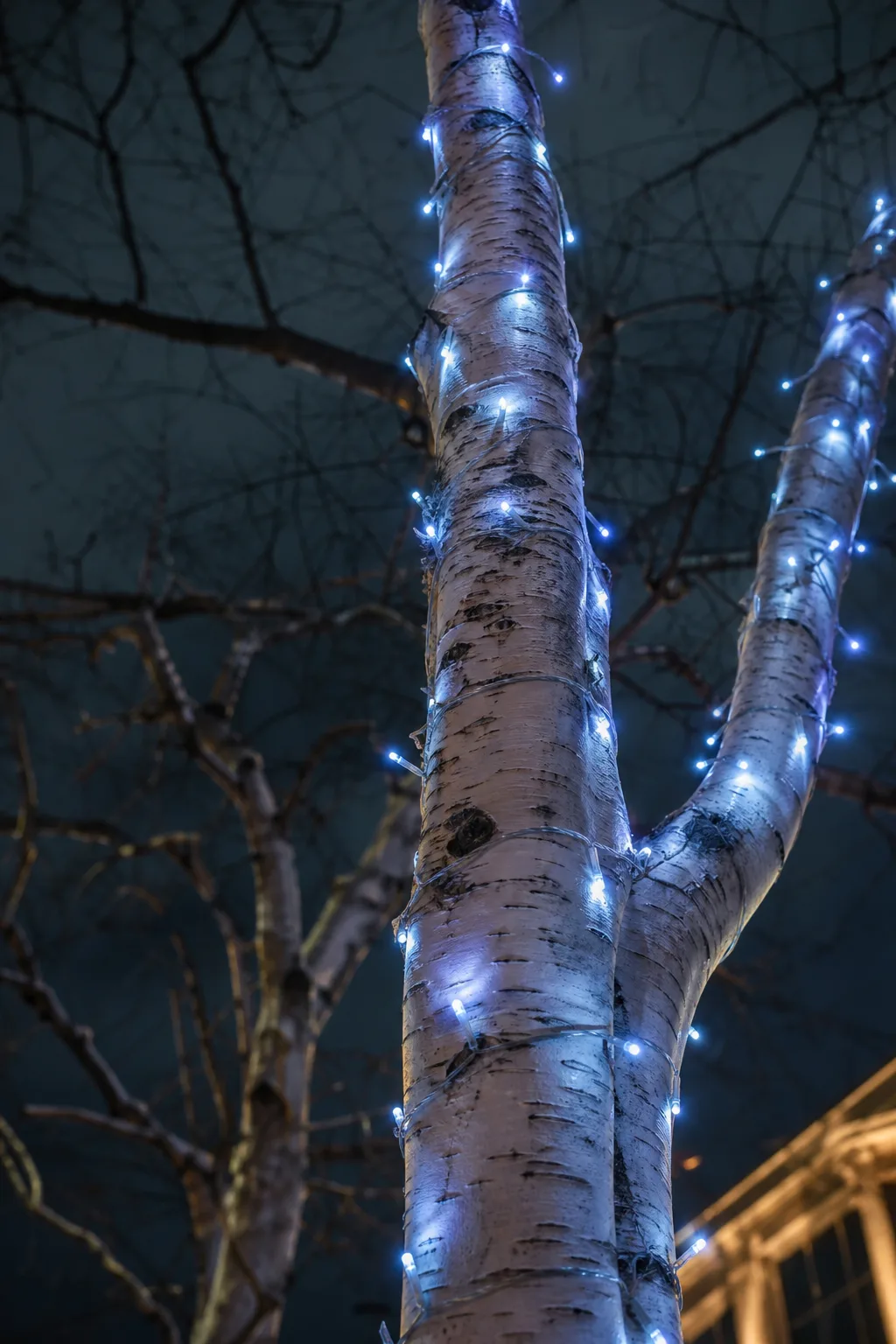 Icy Blue Birch Trunk — Pale bark already looks a little ghostly in December light, so stop fighting it and lean all the way in. Christmas lights outdoor trees