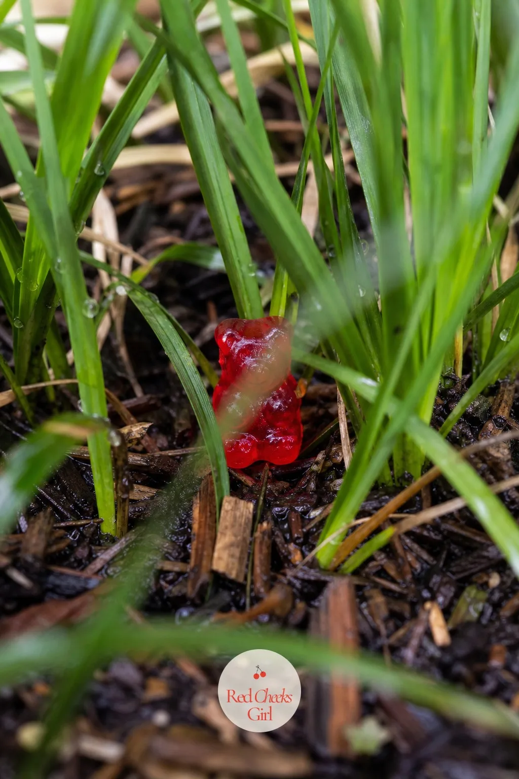 Gummy Bear Scavenger Hunt — Hide a generous scatter of gummy bears around the garden or living room beforehand, tucking most at easy eye level for younger
